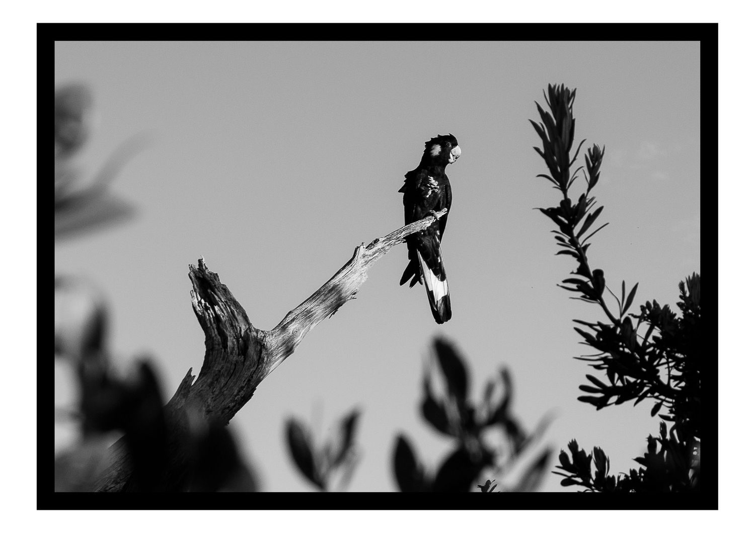 Silhouettes of birds in flight against a bright sky background.