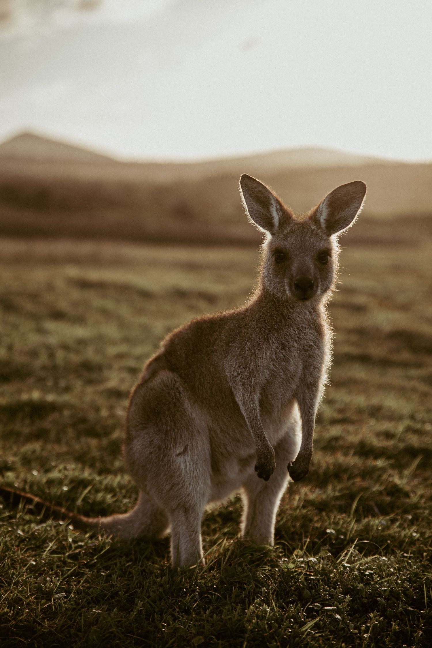 Kangaroo silhouetted against a golden sunset in the Australian outback.