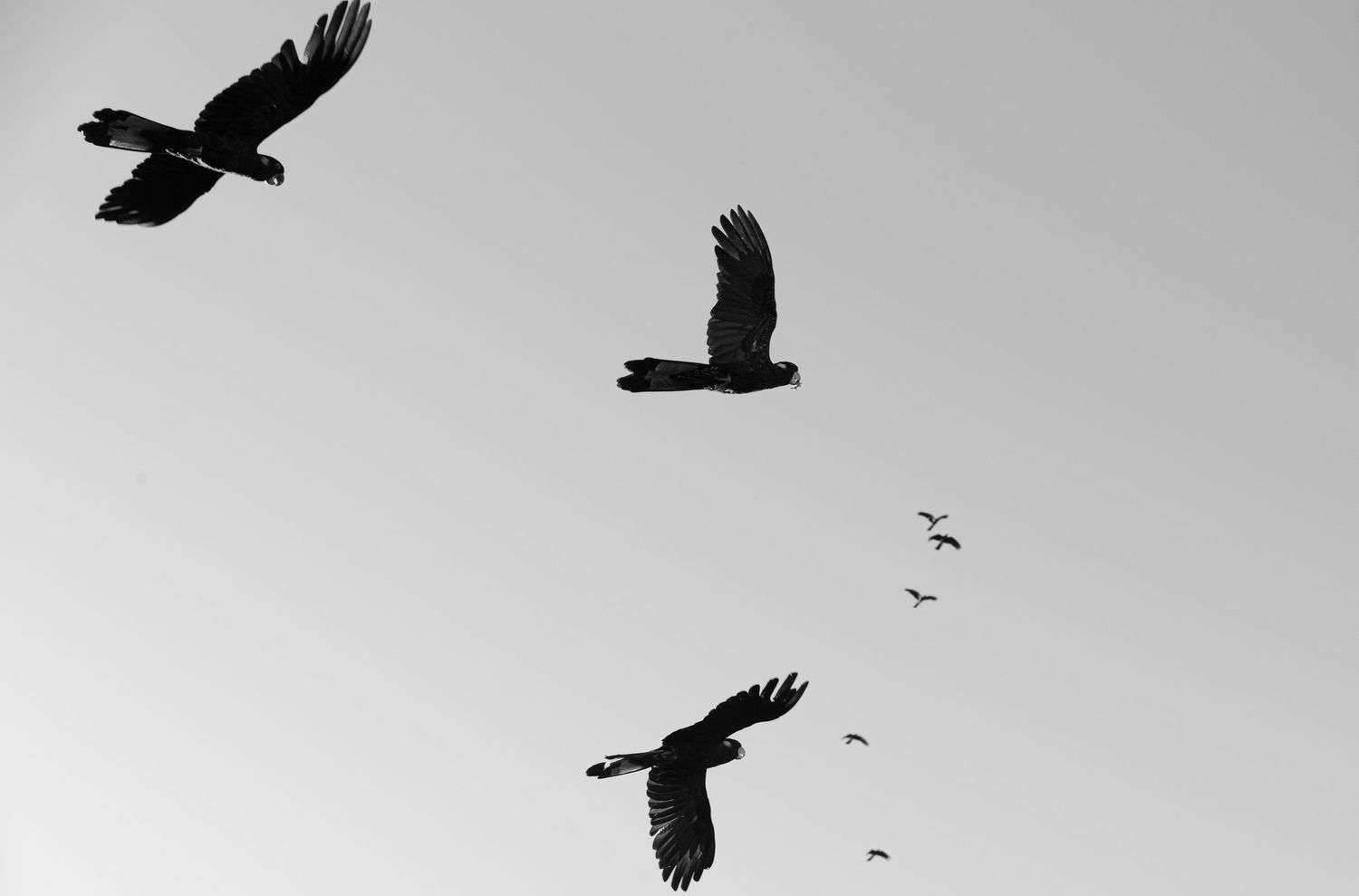 Black silhouettes of birds in flight against a monochrome sky captured in dramatic contrast.