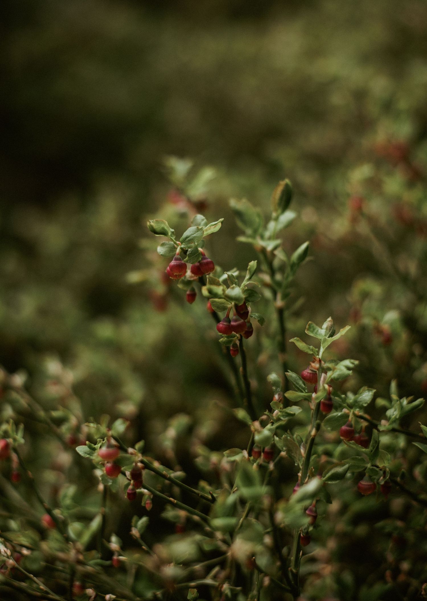 Small red lingonberries growing on green bushes in a forest setting with shallow depth of field.