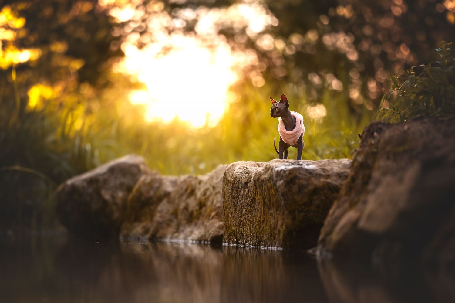 Photographe chat au bord de l'eau – Lumière naturelle, Verdun, Meuse**