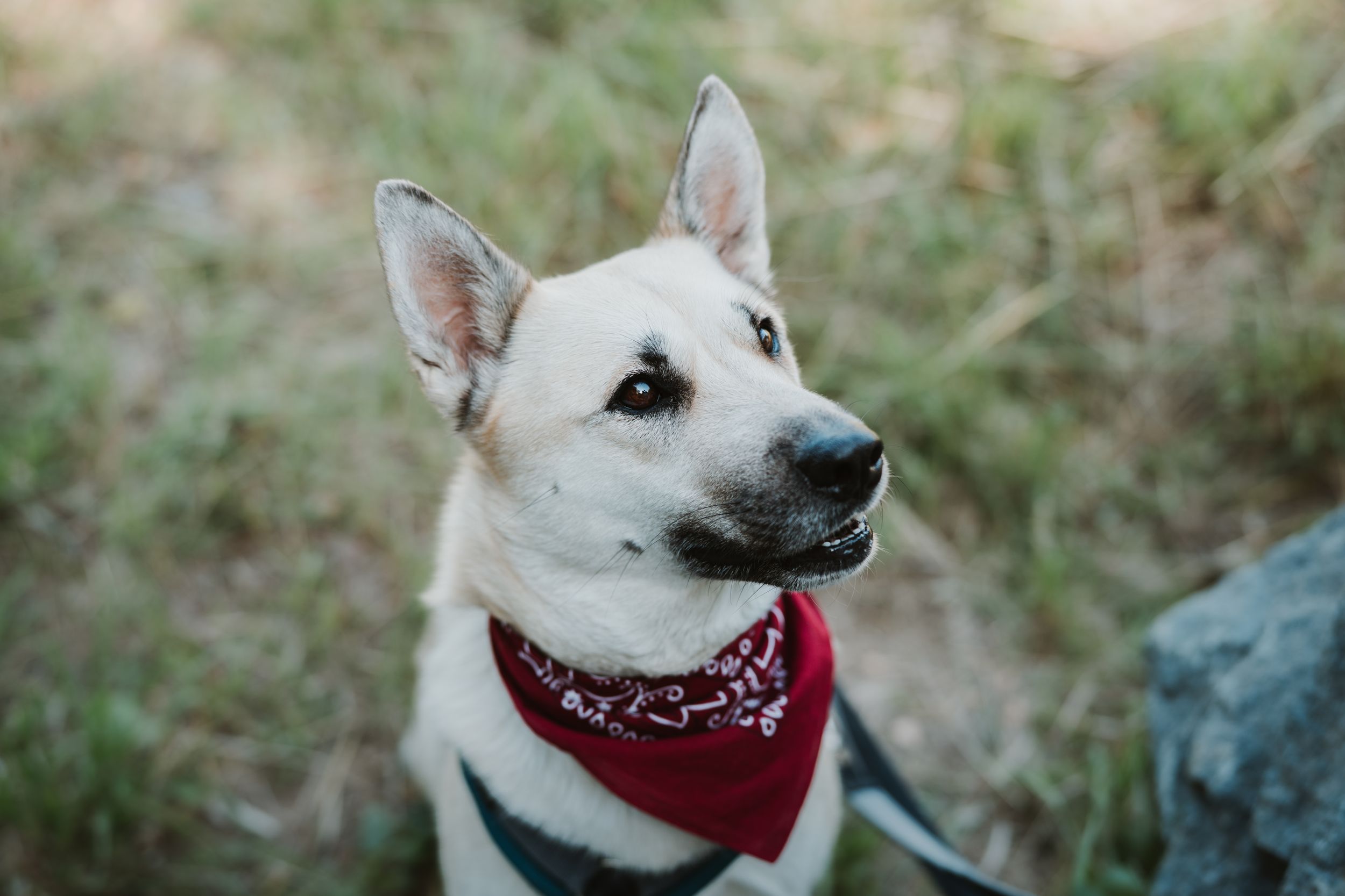White dog wearing a red bandana looking playfully at the camera in an outdoor setting.