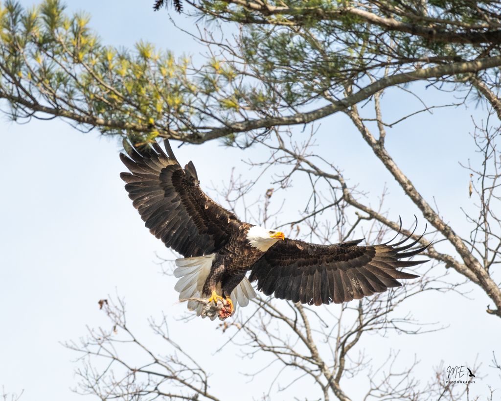Bald eagle soars with wings spread wide among pine tree branches.