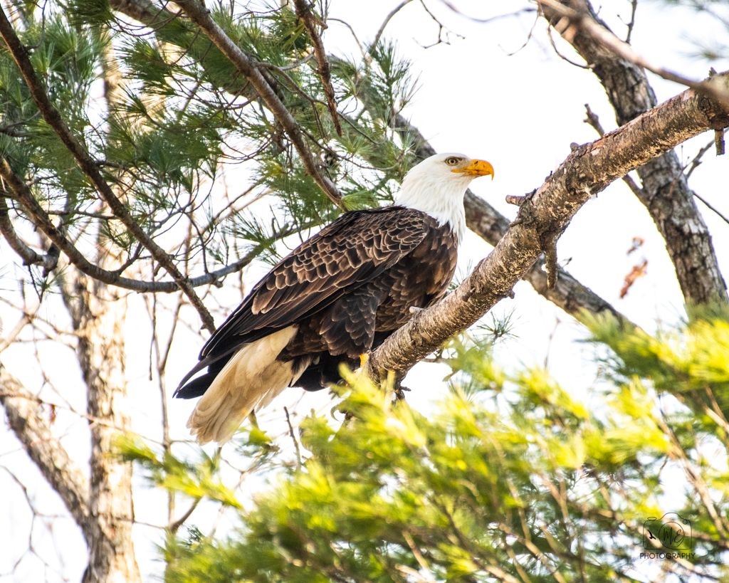 Bald eagle perched on tree branch against bright sky.