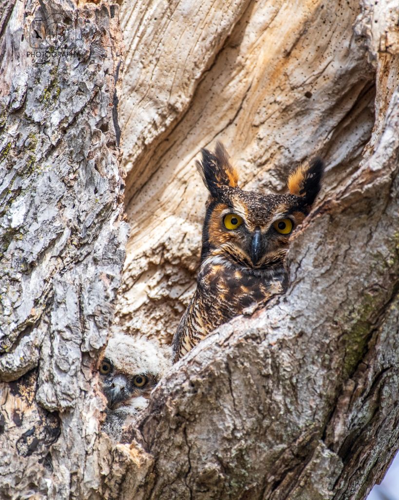 Great horned owl and owlet peek out from hollow tree cavity.