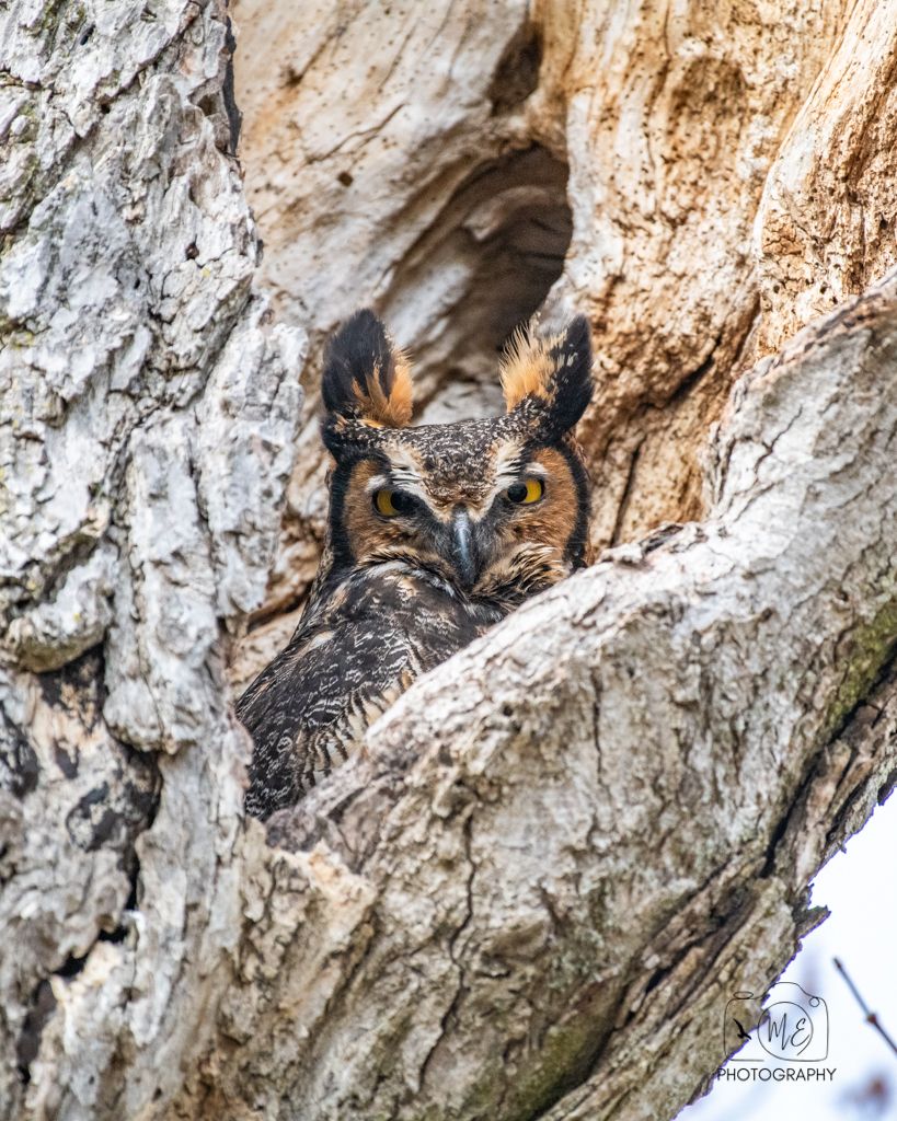 Close up of great horned owl peering out from tree hollow.