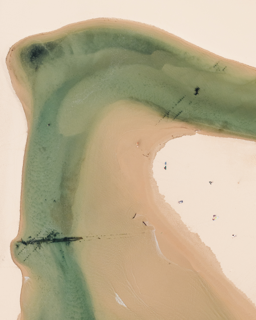 Abstract aerial view of coastline showing curved green and beige natural patterns.