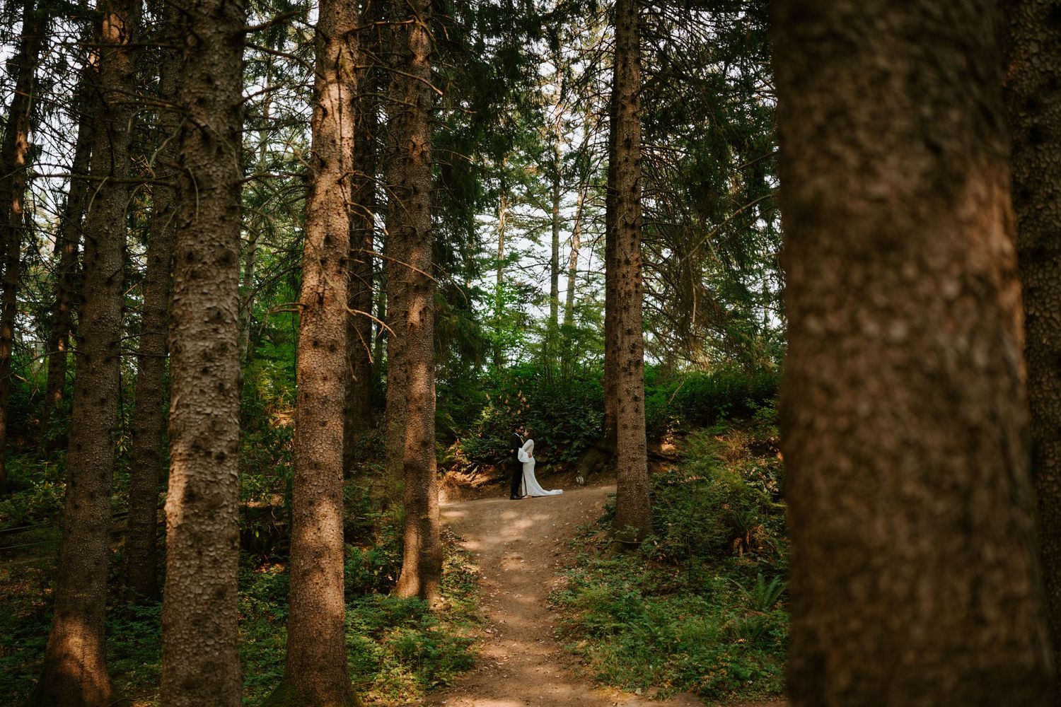 Sunlit forest path between tall pine trees with couple in the distance.