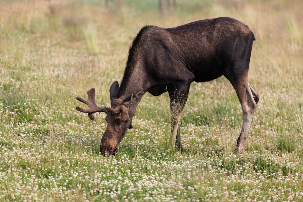 A bull moose grazing in a wildflower meadow during summer.