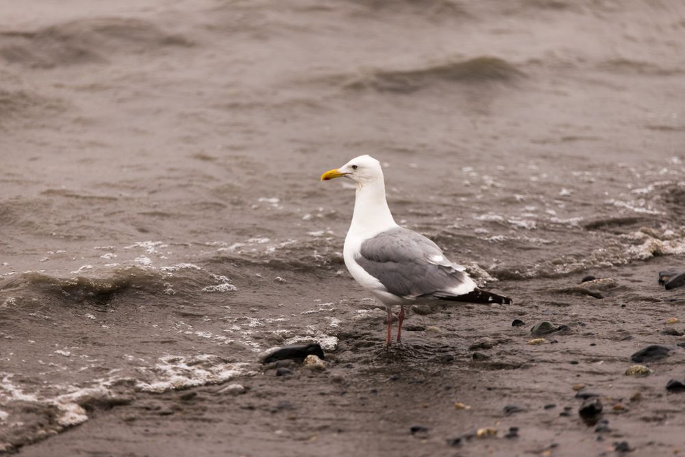 A seagull stands on wet sand at the beach with waves in the background.