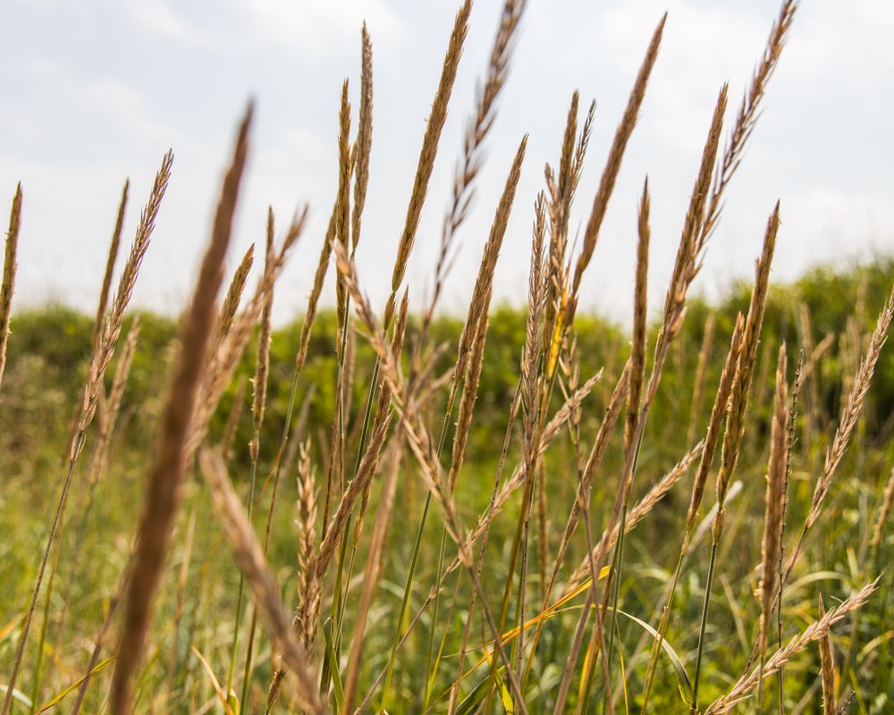 Tall golden grass stalks sway against a bright sky in soft focus.