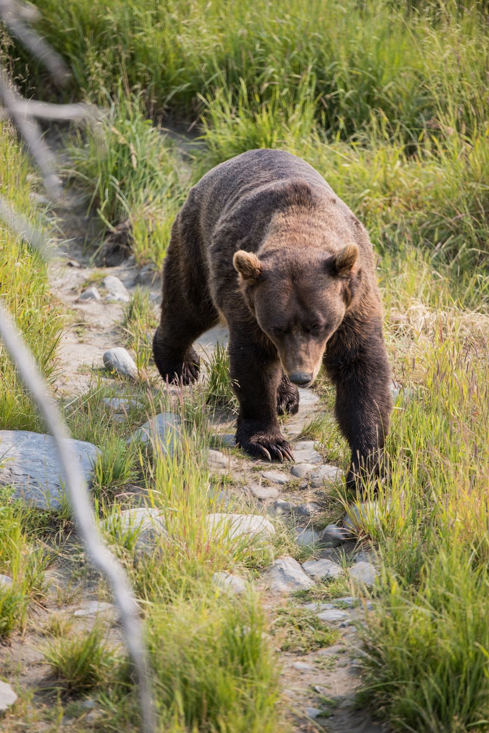 A large brown bear walking along a rocky path surrounded by tall grass.
