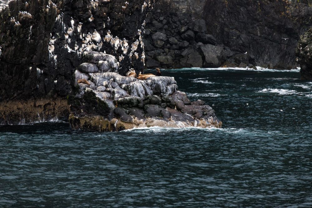 Seabirds perched on rugged coastal rocks with crashing waves in the background.