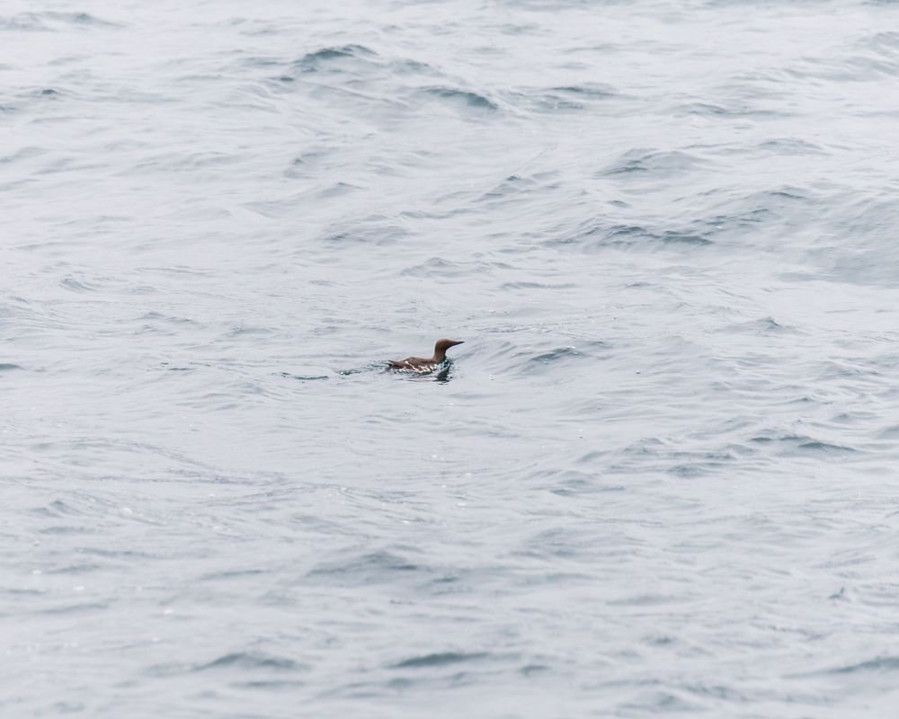 Small seabird floating alone on choppy ocean waves.