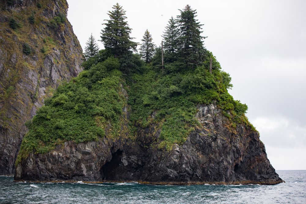 Rugged coastal cliff covered in evergreen trees rises from the blue ocean waters.
