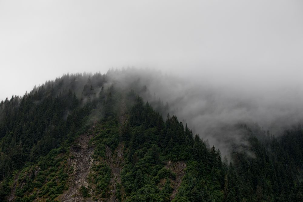 Misty mountains covered in dense evergreen forest disappear into low-hanging clouds.