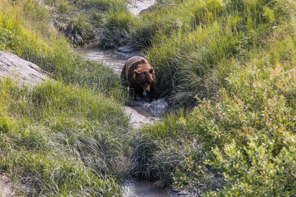 A brown bear emerging from tall grass on a hillside trail.