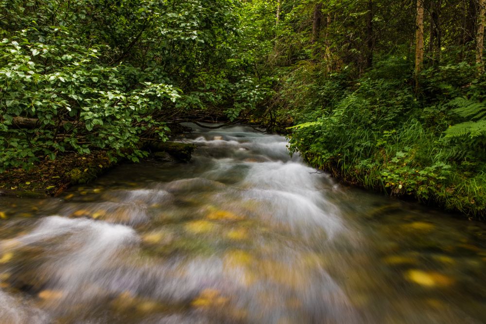 Long exposure shot of a rushing forest stream with smooth flowing water over golden rocks.