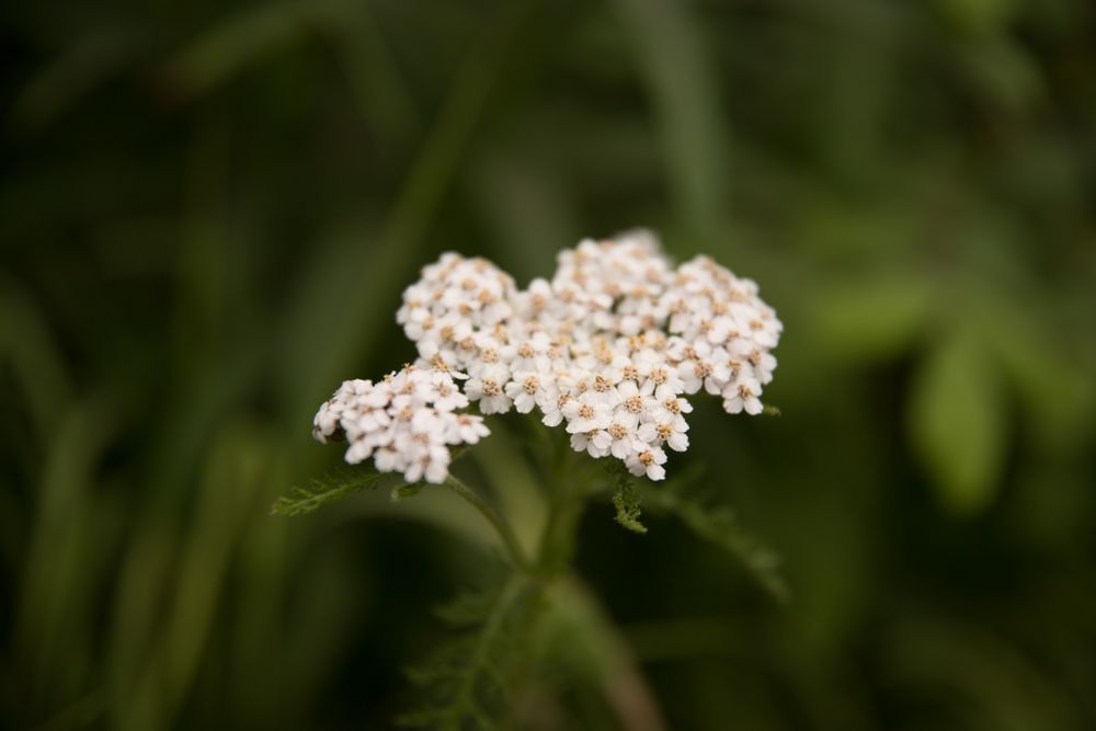 Delicate white yarrow flowers bloom in clusters against a blurred green background.