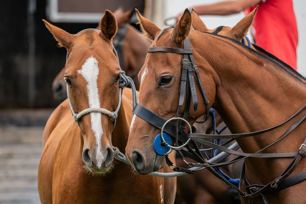 Close-up of two chestnut horses with white markings wearing bridles.