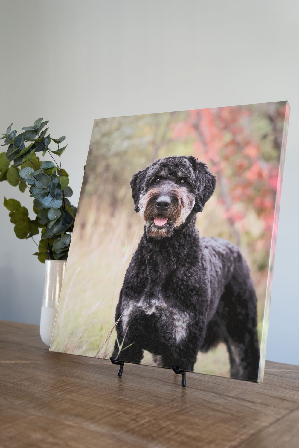 Canvas print gallery display shows multiple photos of a black shaggy dog against natural outdoor backgrounds.