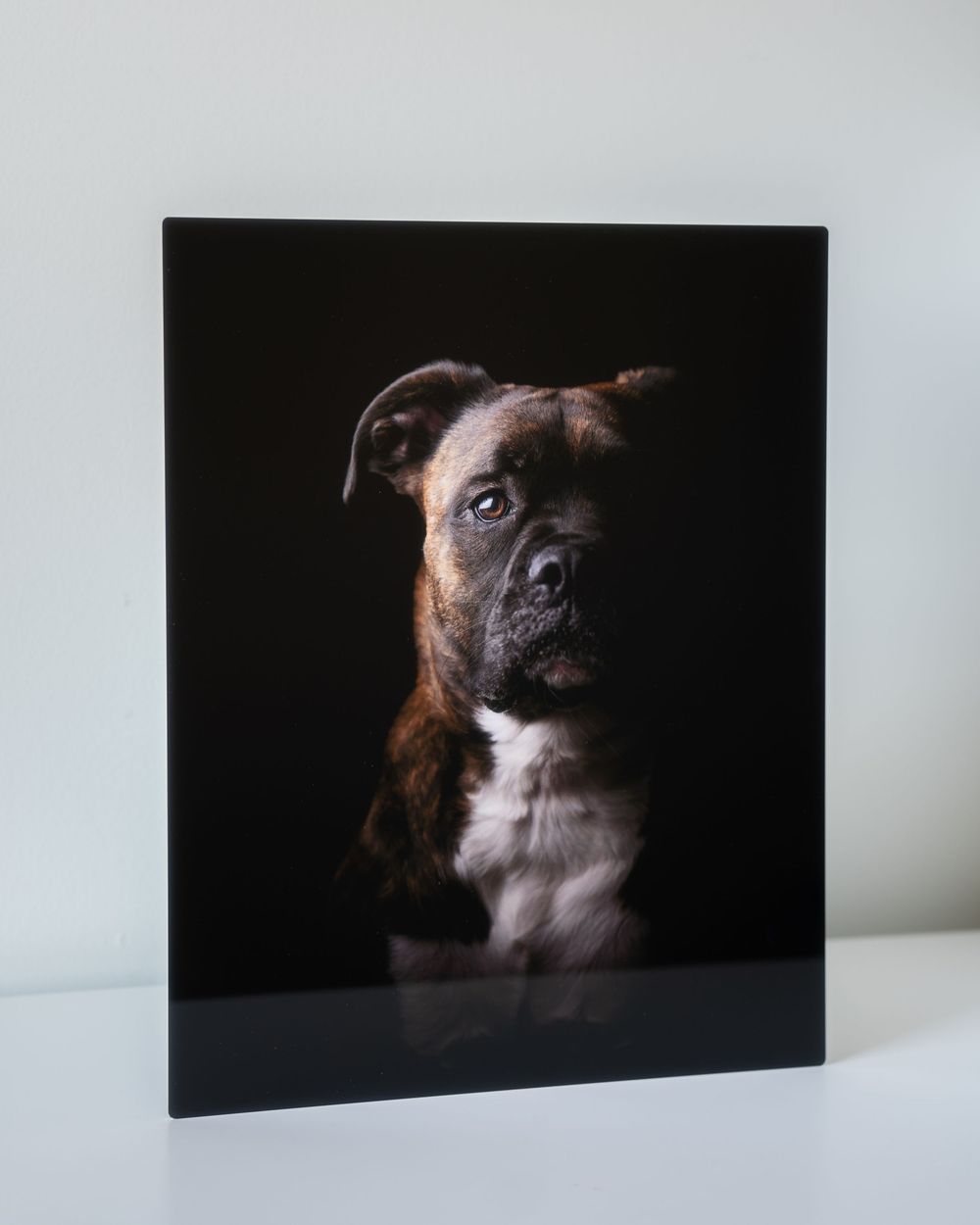 A striking portrait of a brown and white boxer dog against a dark background, displayed as a mounted photograph.