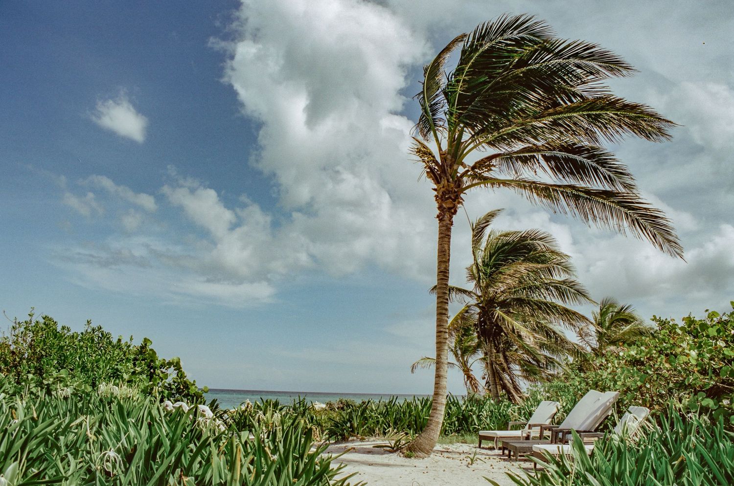 Palm tree swaying in strong winds against cloudy tropical sky.
