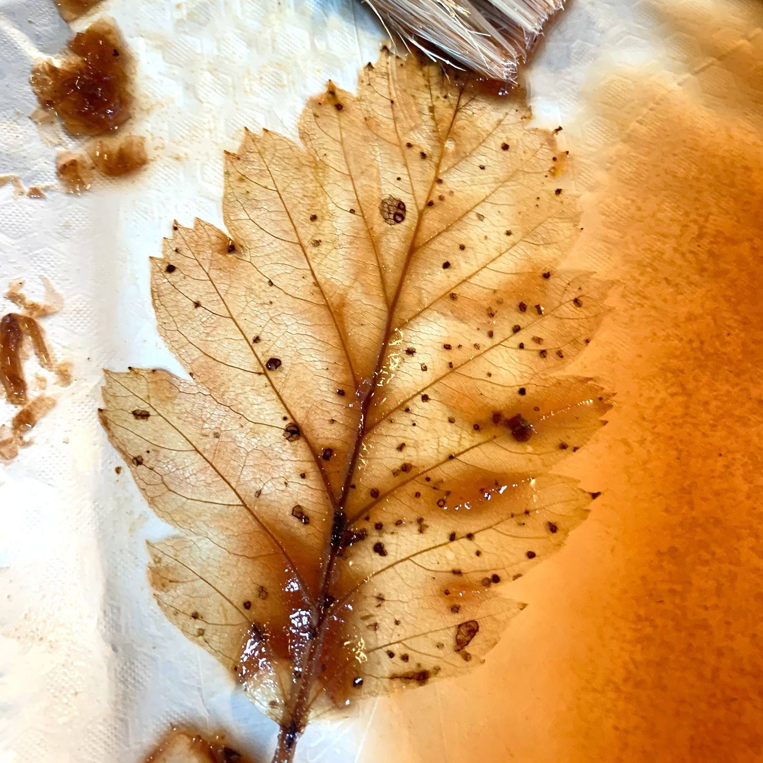 leaf skeleton process