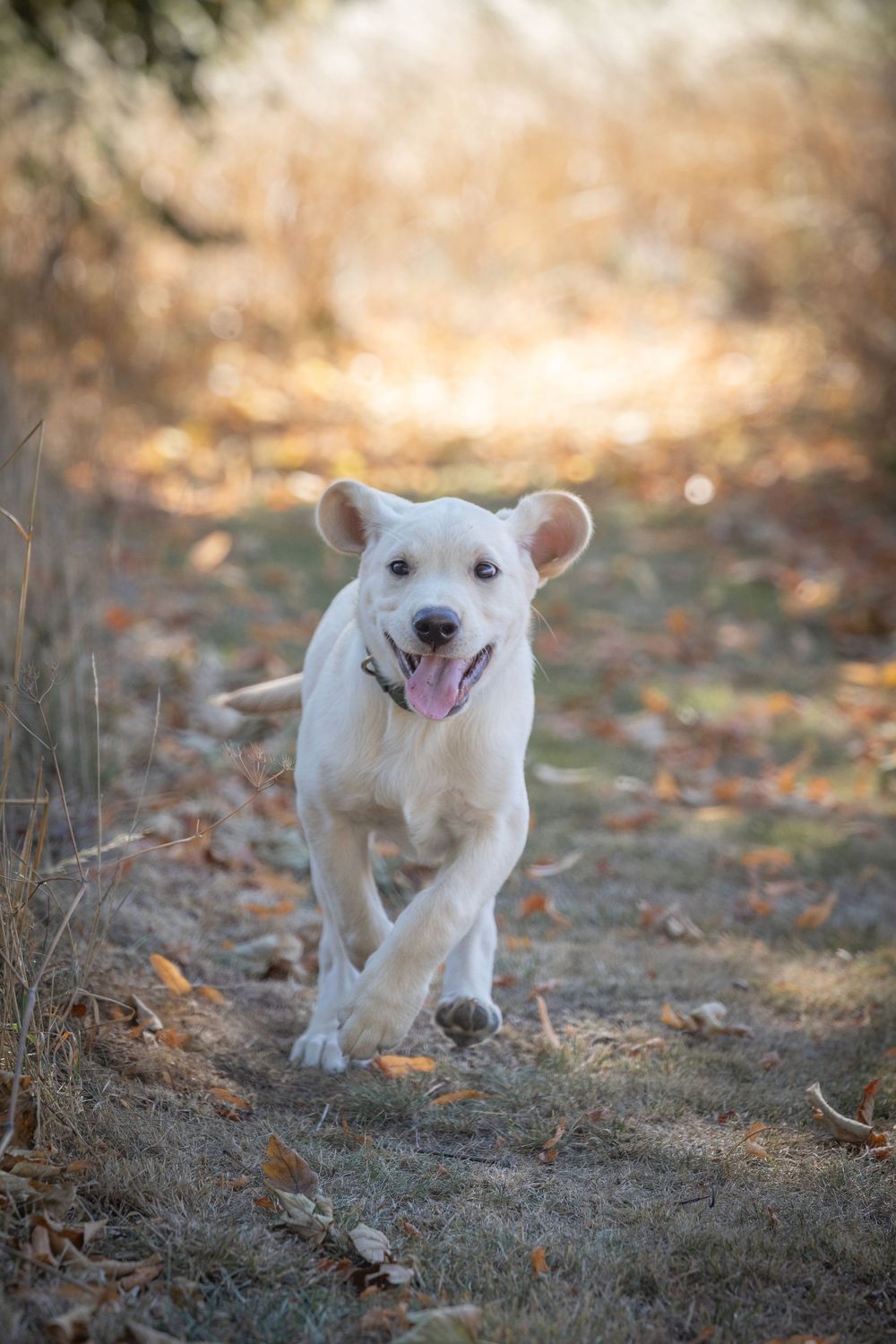 White puppy running and playing joyfully through fallen autumn leaves on a forest trail.