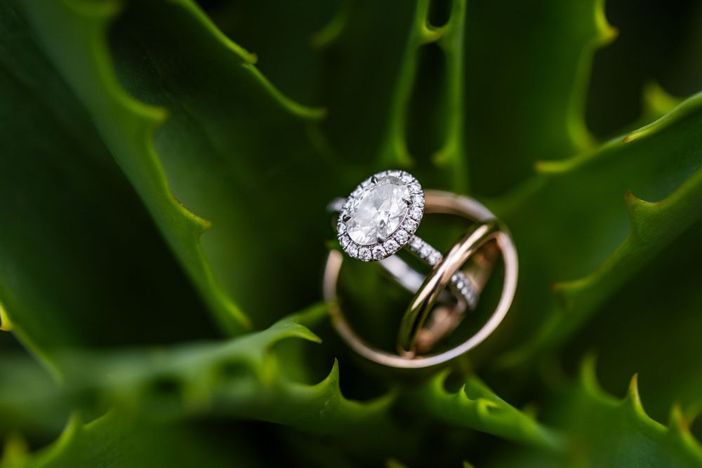 Wedding rings and diamond engagement ring artistically photographed on green foliage.