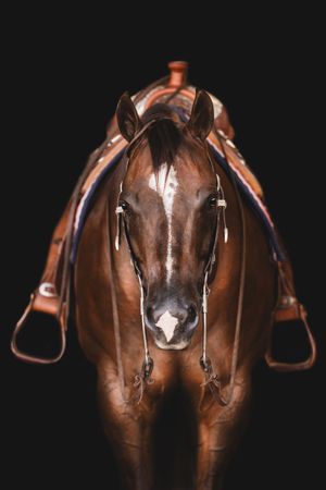 Front view of a brown horse wearing leather saddle and bridle against black background.