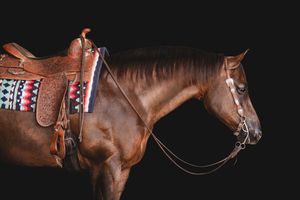 A series of five detailed close-up photographs showing different parts of a saddled brown horse in profile.