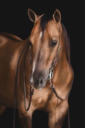 A series of close-up profile shots showing a brown horse's head and face with a bridle against a dark background.