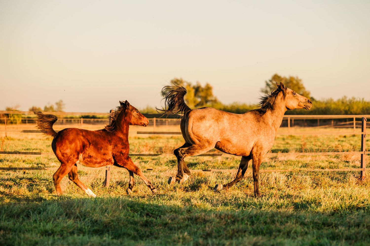 A sequence of horses galloping across a grassy field at sunset, creating a panoramic motion effect.