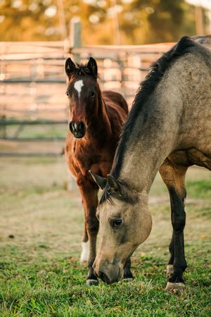Horses grazing together in a grassy field during golden sunset light.
