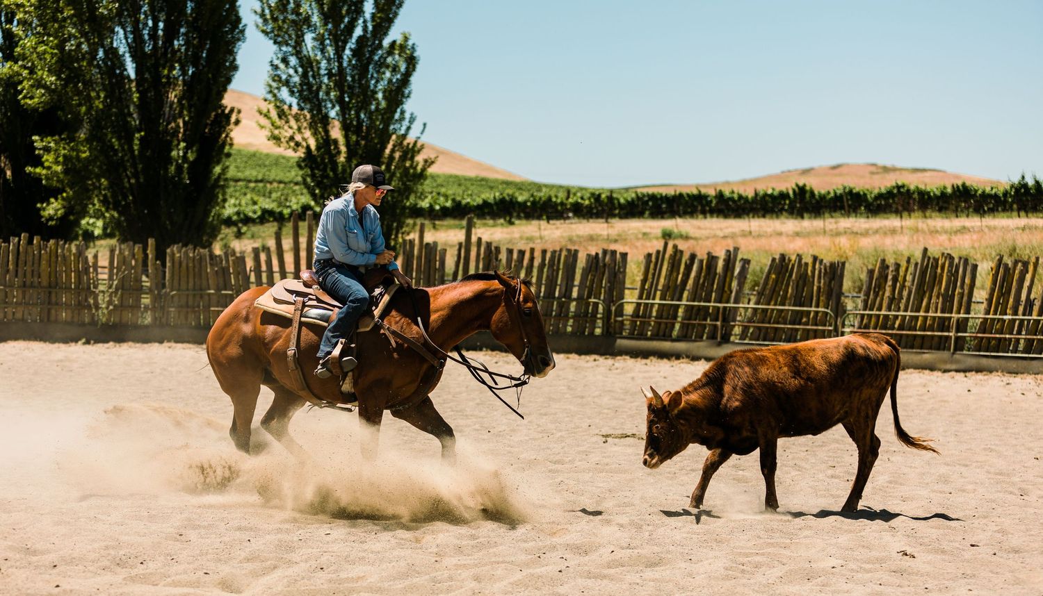 A series of rodeo action shots showing bull riding and roping events in an outdoor arena during competition.