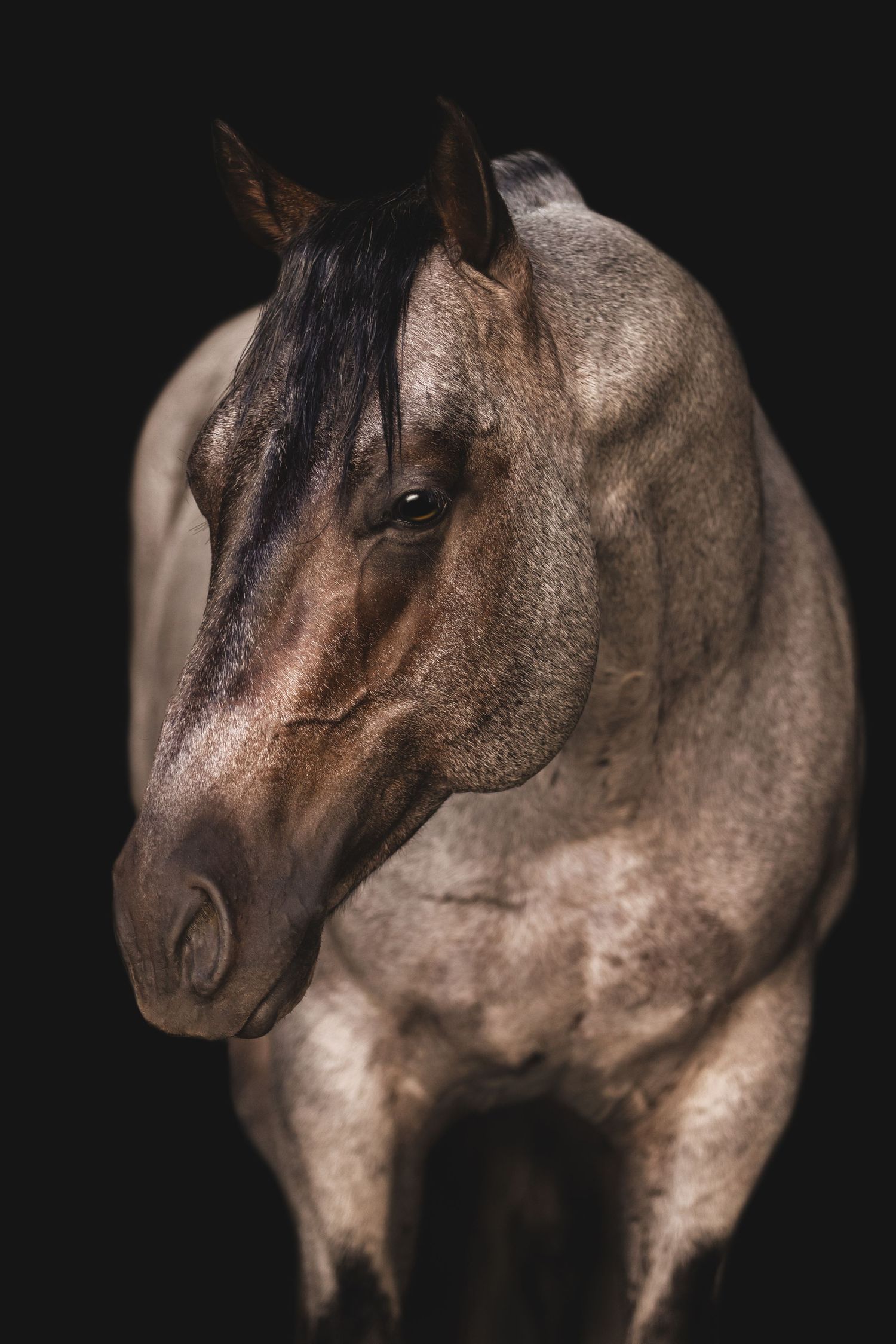 A series of close-up profile shots showing a dappled grey horse's head against a dark background.