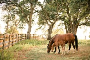 Three horses graze peacefully in a sun-dappled meadow with oak trees casting long shadows at sunset.