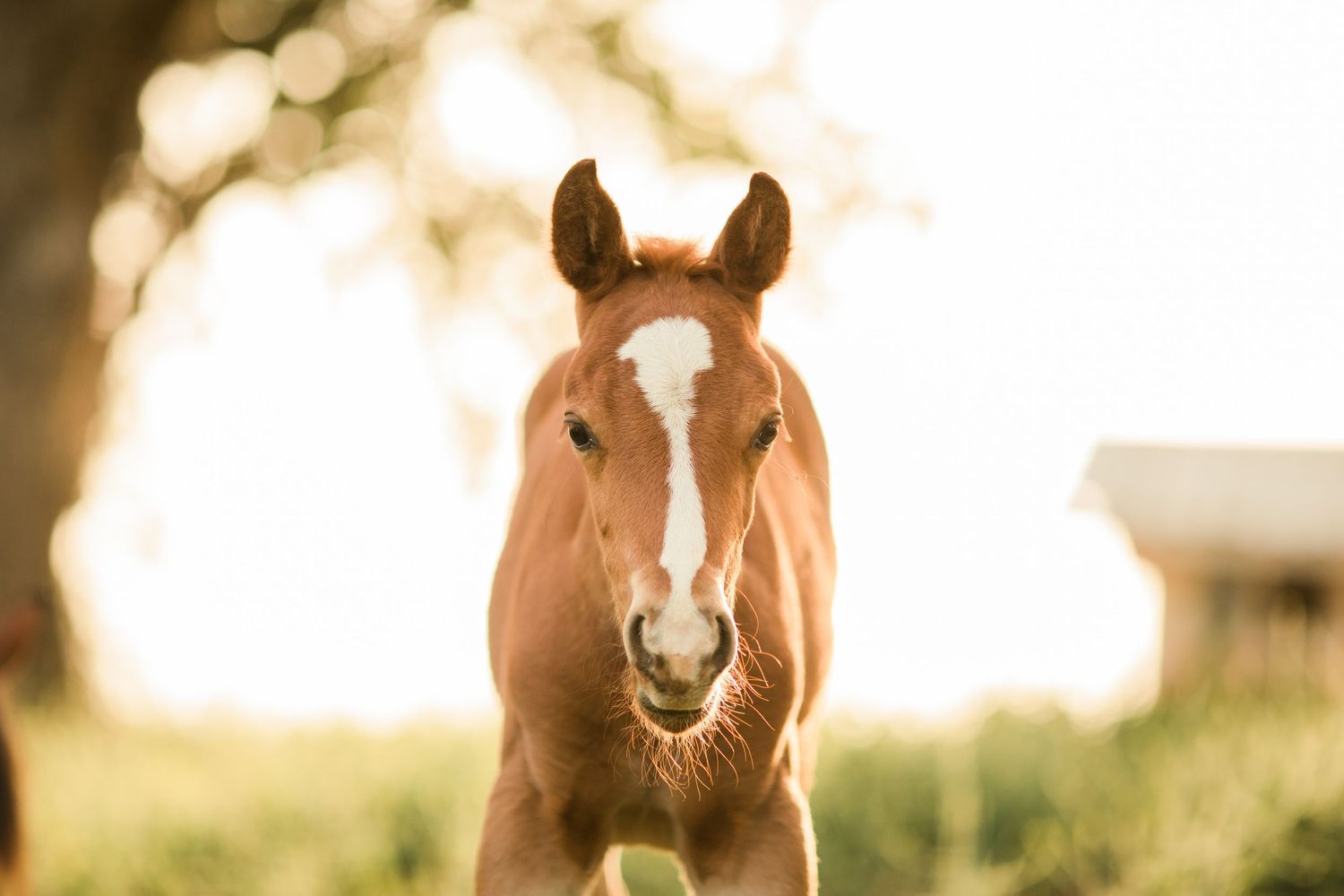 A brown horse stands in a green pasture with soft sunlight filtering through trees in the background.