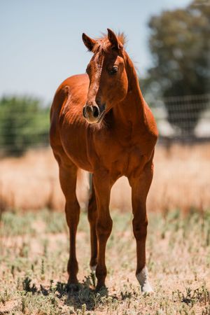 Beautiful chestnut horse standing in a sun-lit field with alert ears and expressive eyes looking at the camera.