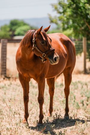 A sequence of four identical images showing a brown horse standing in a sunny field with dry grass and trees.