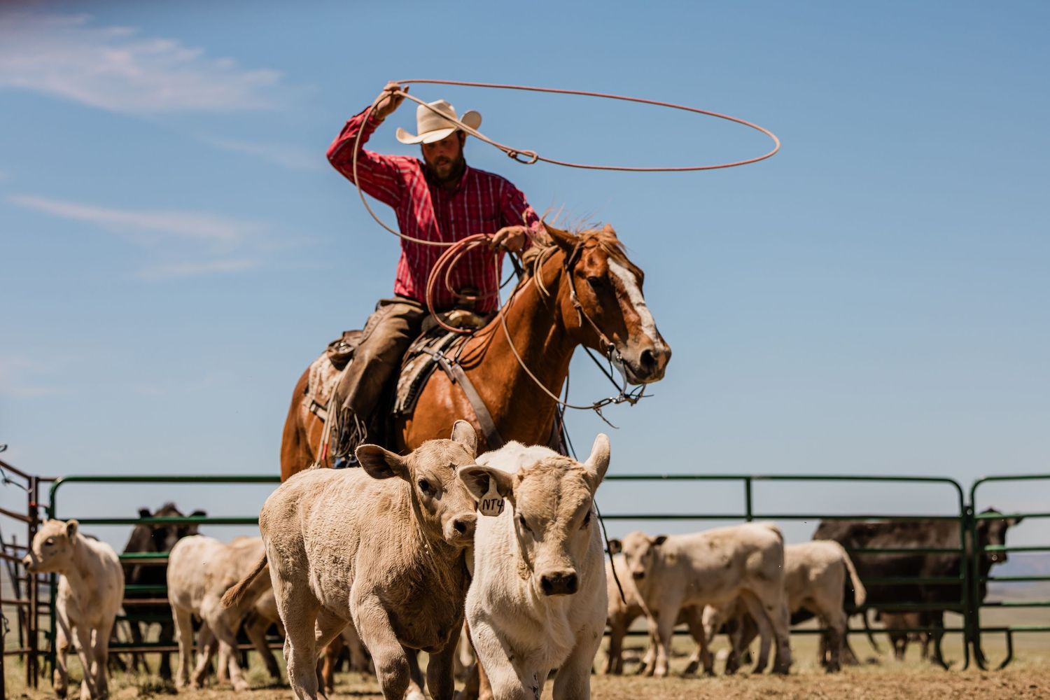 Cowboys on horseback demonstrate roping skills during a cattle ranching operation on a sunny day.