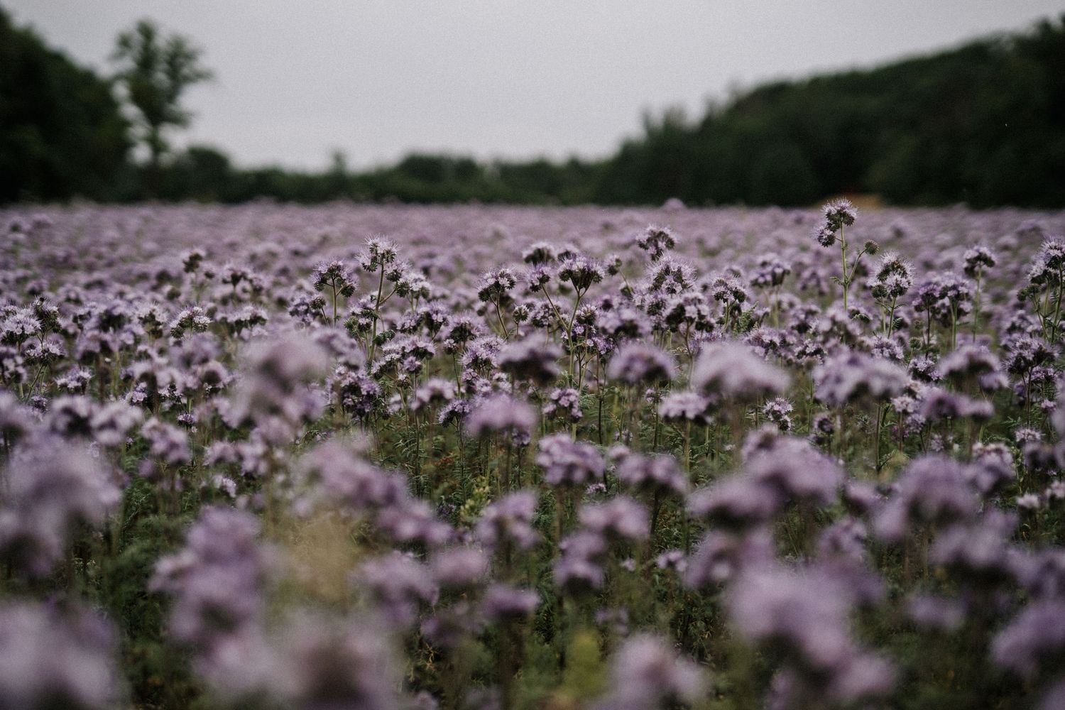 Purple wildflower field stretching into the distance under an overcast sky.
