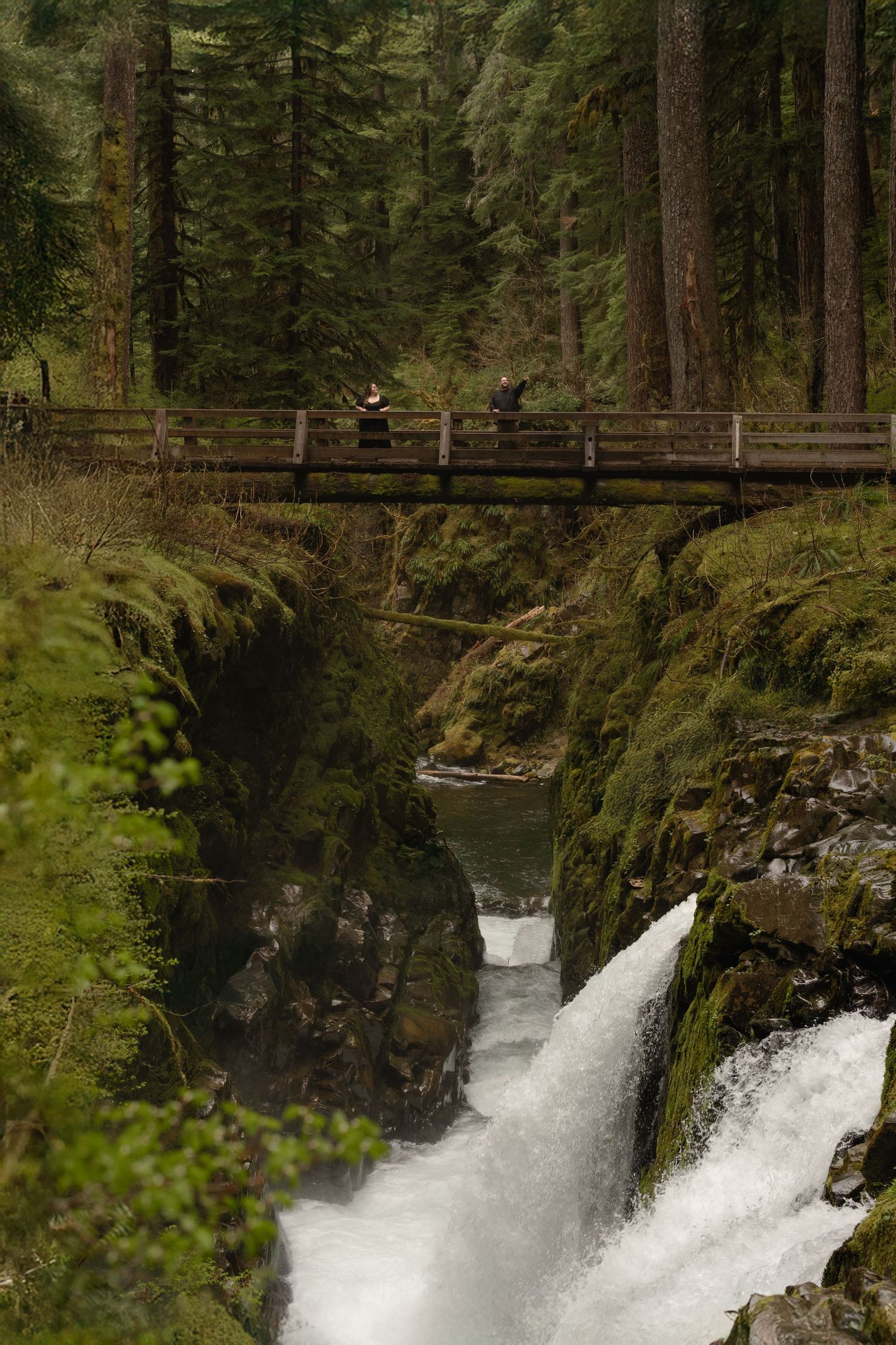 A wooden footbridge spans over a dramatic waterfall cascading through mossy rocks in a lush evergreen forest.
