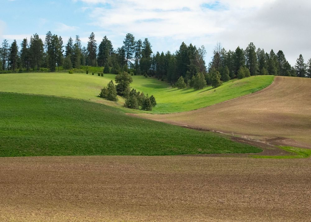 Rolling farmland with plowed fields, green crops, and a cluster of pine trees under a partly cloudy sky.