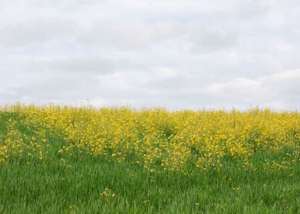 Field of bright yellow wildflowers blooming above green grass under a cloudy overcast sky.