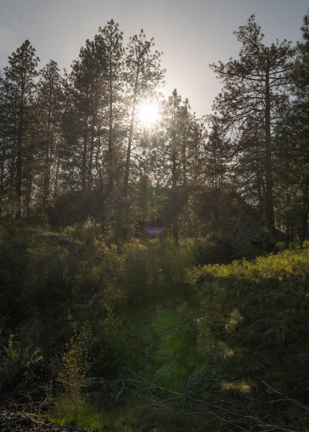 Sun rays filtering through tall pine trees illuminating lush green forest undergrowth at golden hour.