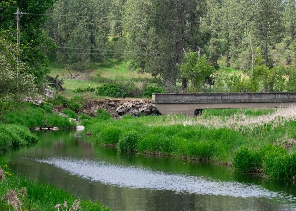 Peaceful creek flowing past lush green grass and pine trees with a small bridge in the background.