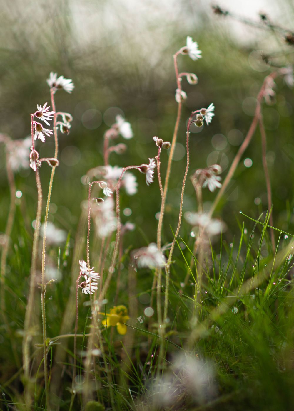 Delicate white wildflowers with slender stems blooming in a green meadow with soft bokeh background.