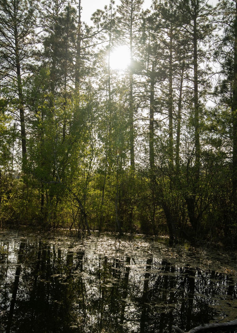 Sunlight streaming through tall trees reflecting on a flooded forest floor creating a tranquil scene.